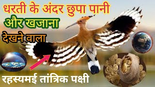 इस पक्षी के रहस्यमई तांत्रिक फायदे जान कर हैरान हो जाओगे जान लो कोई नहीं बताएगा(भाग-2)//magical bird