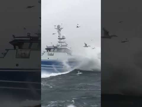 The Last Clip Will Truly Shock You (Part 4)  #deepocean #sea #fishing