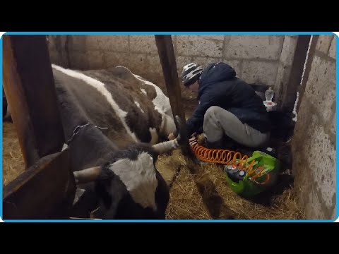 Накачали корову компрессором и это помогло, жизнь в деревне