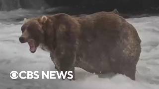YouTube video thumbnail: "Backpack" Crowned Winner of 2026 Fat Bear Week