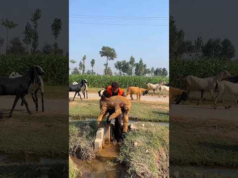 Men thief the sheep ๐๐ฑ Wait end #youtubeshorts #shorts #viral