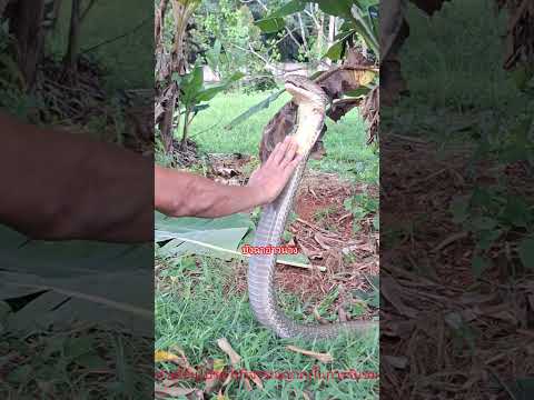 #KingCobra#snake #nature#super#fyp#งูจงอาง