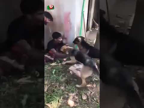 কুমিল্লায় চো'র সন্দেহে যুবককে কুকুর লেলিয়ে নি'র্যা'তন | Dog | Cumilla | Viral Video | Shorts
