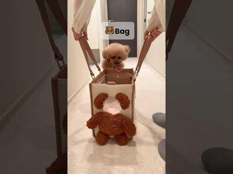 バッグを見せると、、#dog #cutedog