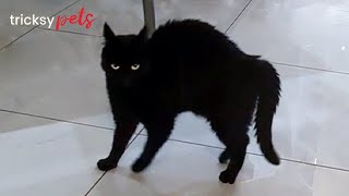 Is This Cat Making A Call To Alien?
