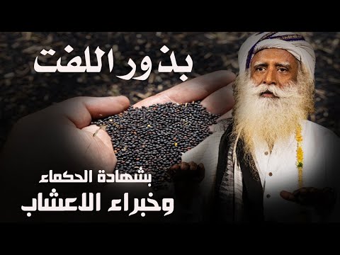 اشرب منقوع بذور اللفت على معدة فارغة وبعد 7 أيام هذا ما سوف يحدث لجسمك وفق أحدث الدراسات