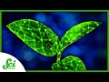 Artificial Neurons and Bird Evolution