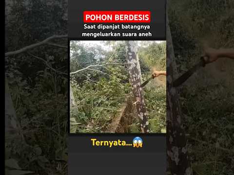 Kok bisa dia didalam batang kayu