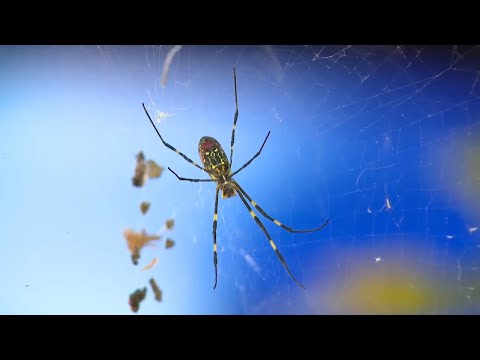 YouTube video thumbnail: Georgia Scientists Trying to Slow Spread of Joro Spiders