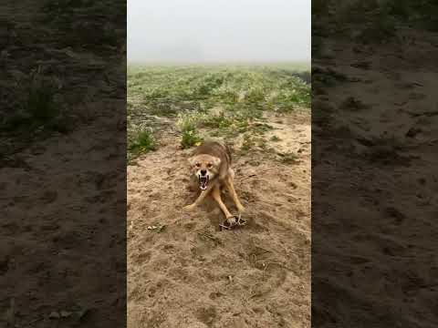 Coyote trapping #coyotes #wildlife #predators #trapping #nature #duketraps #howlingdog #fawn
