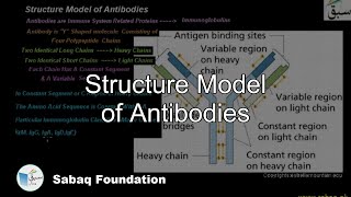 Structure Model of Antibodies