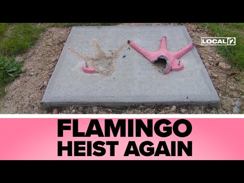 Ohio city's iconic flamingo statue stolen again, sparks community outrage
