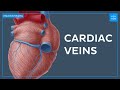 Cardiac Veins and Their Functions