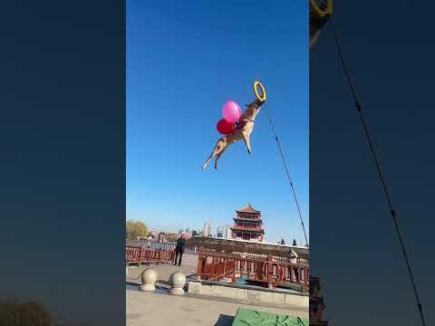 Dog jumping for ring catching #dogshorts #doglover #funnyanimal