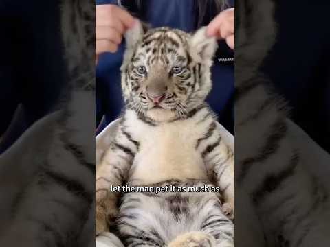 A tiger wanted to follow the man home#shorts #tiger #animals #cute #heartwarming