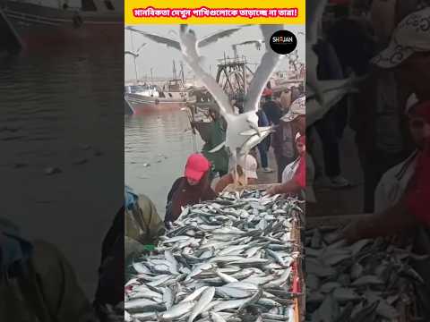 পাখিগুলো মাছ খেয়ে যাওয়ার পরেও জেলেরা তাদের তাড়াচ্ছে না|people not chasing the birds|❤️❤️#shorts