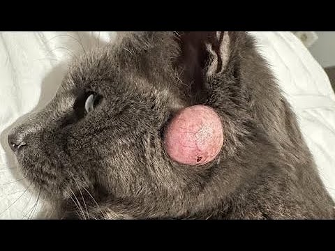 Huge Botfly Maggot Removed From Cat's Head (Part 9)