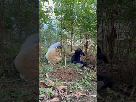 Cassava harvest failure PART 1 #shorts #bushcraft #outdoor #survival #viralvideo #camping #forest