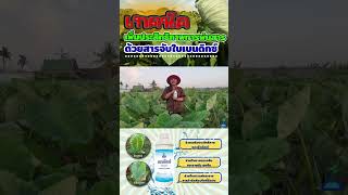 เทคนิคเพิ่มประสิทธิภาพการพ่นสาร ด้วยสารจับใบเบนดิกซ์