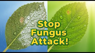 How to Protect Plants from Fungus | Humidity Control Tips for Healthy Plants