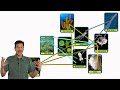 Exploring Food Chains and Food Webs