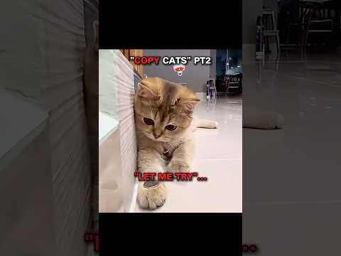 Copy Cats 2...🐈 | Song: Nada Nada - Jmilton |