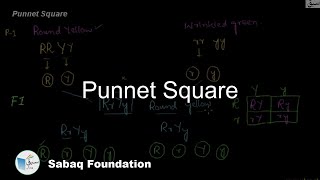 Punnet Square