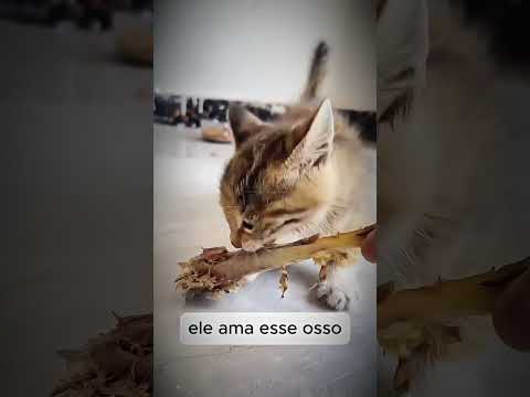 SÓ VAI CURTIR QUEM FICOU COM DÓ 🥺 #familia #gatos #pets #youtubeshorts #shorts