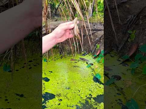 Buscando cocodrilos en el pantano #fishing #carretesdepesca #pesca #lineadepesca #montajedemoscas