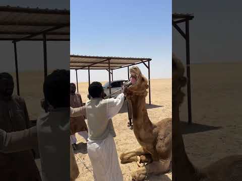 يمسك البعير على شان يشوفو المتابعين