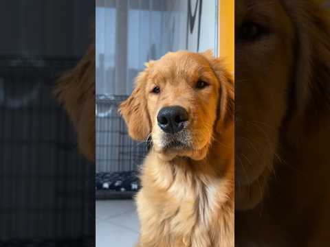 Il mio cane ha abbaiato per la prima volta in vita sua #shorts