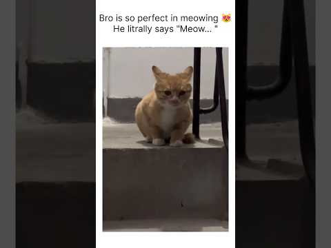 Finally a cat that can meow perfectly 😻👍❤ #shorts #cute #cat #meow