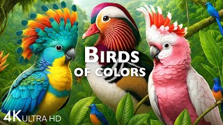 Colorful Birds 4K - Rare Birds & Wildlife in Forest with Relaxing Nature Sounds