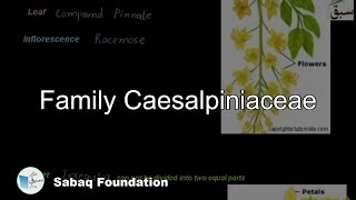 Family Caesalpiniaceae