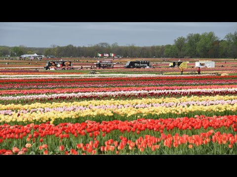Little Biz. Lotta Wow. - Holland Ridge Farms, Cream Ridge, NJ