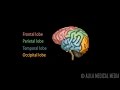Exploring Human Brain Anatomy and Function