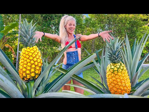 How to Grow GIANT Pineapples at Home! EASY Container Gardening Guide!