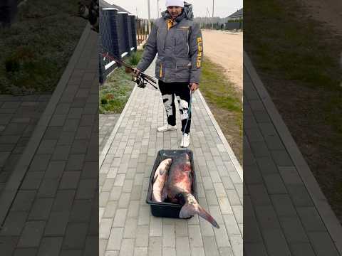 Рыбак вернулся домой. Рыбалка. #рыбалка #shorts