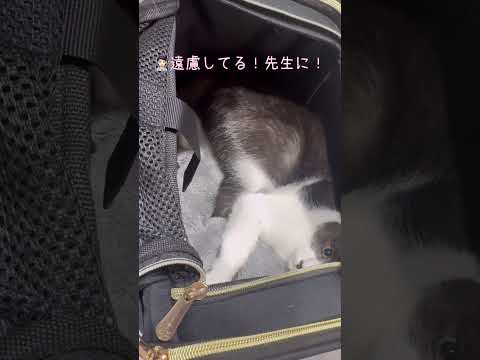 キャリー内は無敵だ！本当は先生にも文句言いたいぜ…！【猫のちゅうた】#cat #猫 #保護猫 #shorts