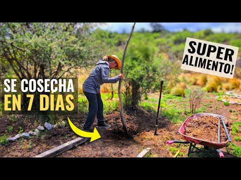 🌱BAJO TIERRA! SE COSECHA EN SOLO 7 DÍAS! 😮 Cultivo de Supervivencia! Alto valor nutritivo! HUERTO