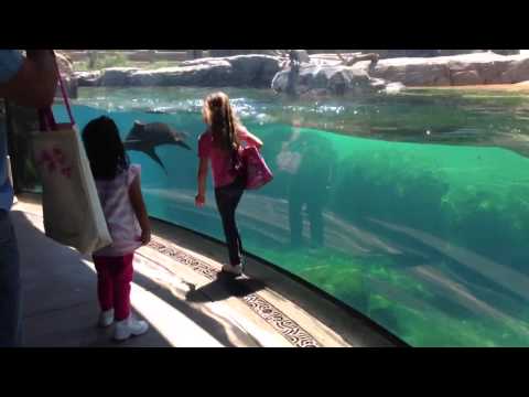 Best Reaction EVER! Little Girl Wipes Out And The Only One Worried Is This Sea Lion!
