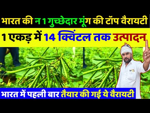 भारत की न 1 गुच्छेदार Moong की टॉप वैरायटी 1एकड़ में 14 क्विंटल तक उत्पादन|मूंग की खेती कीA2Zजानकारी