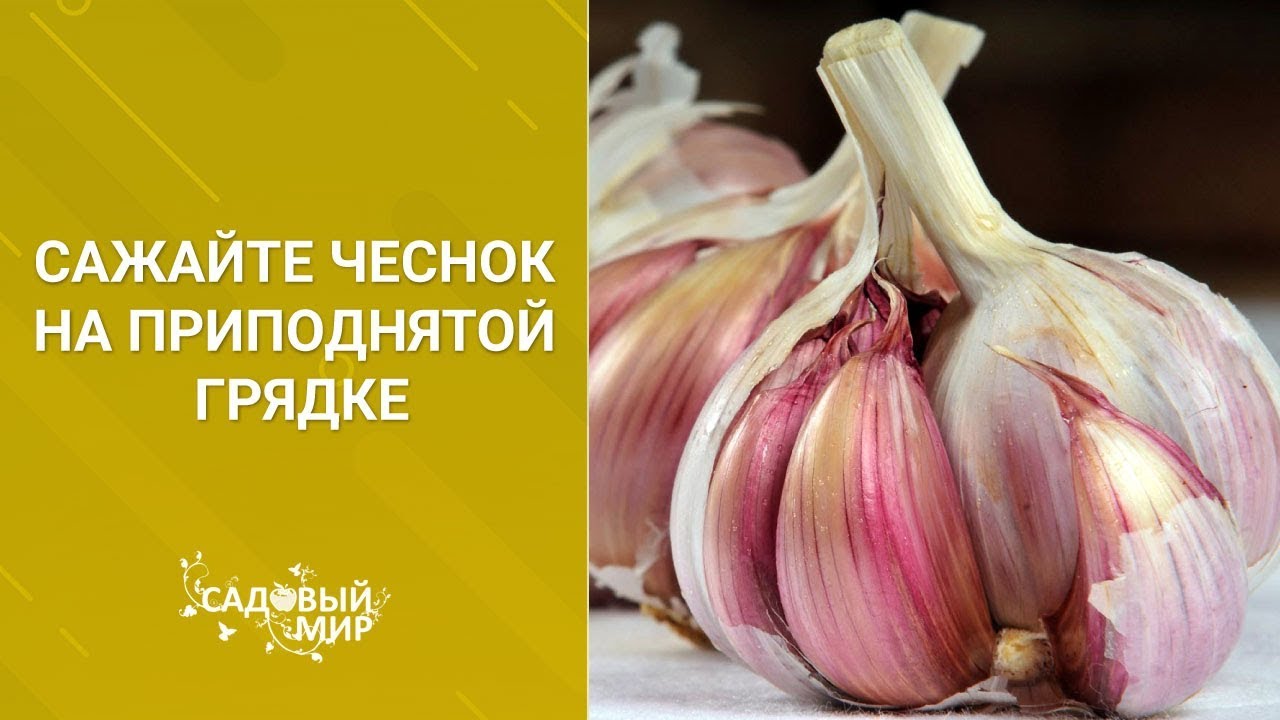 Секрет урожайного чеснока - приподнятые грядки и качественный посадочный материал