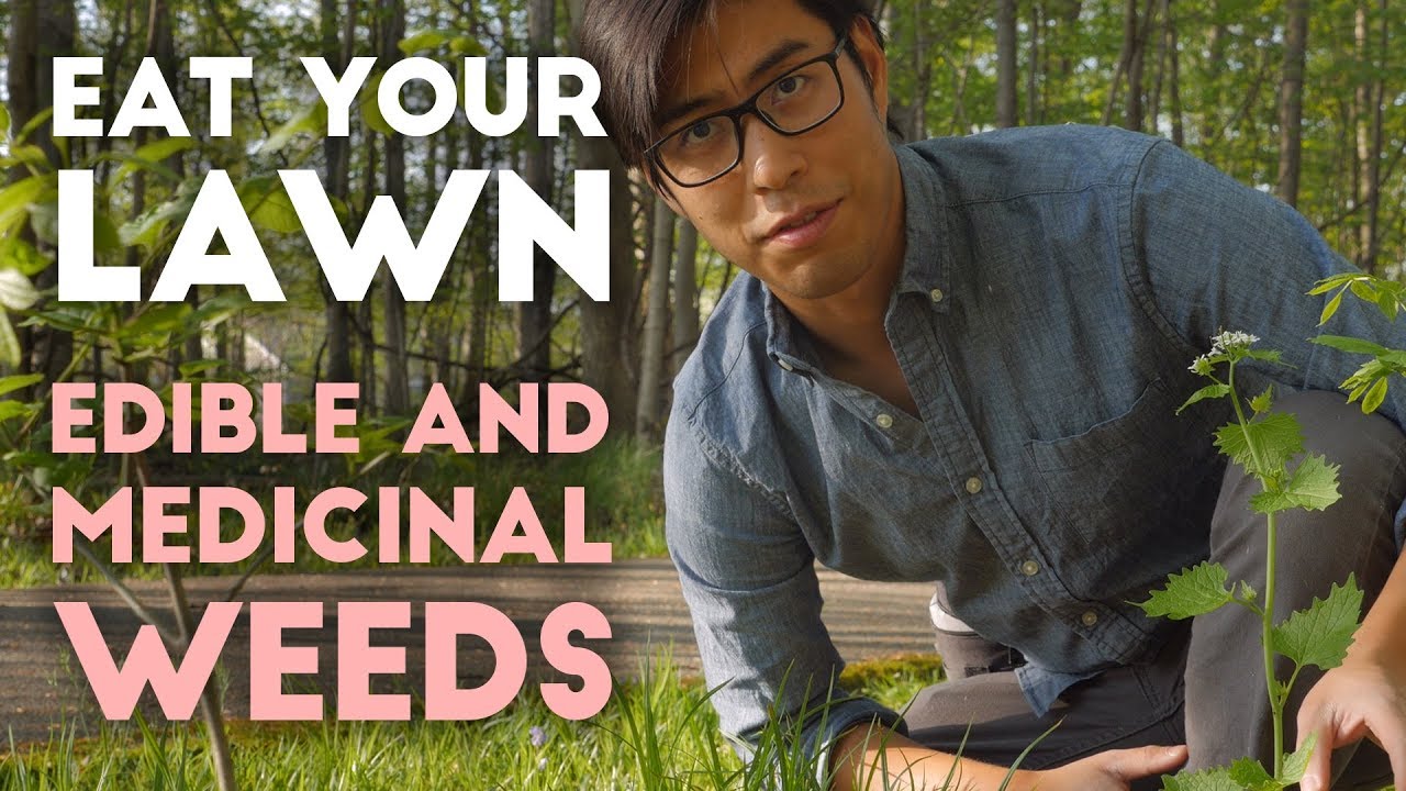 Eat Your Lawn - Identifying Edible and Medicinal Weeds in your Yard - AdventureArchives
