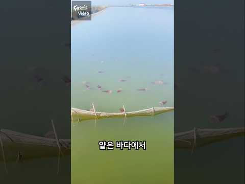 해파리를 키우는 이유