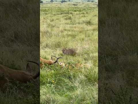 #gazelle #youtubeshorts #youtube #shortvideo #reels #shorts #trendingshorts #funny #gaming #love