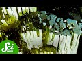 Epidote and the Origins of Life