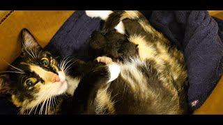 Bebe and her newborn kittens