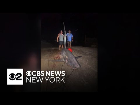YouTube video thumbnail: Connecticut Fisherman Catches 16-Foot, 700-Pound Shark in Long Island Sound