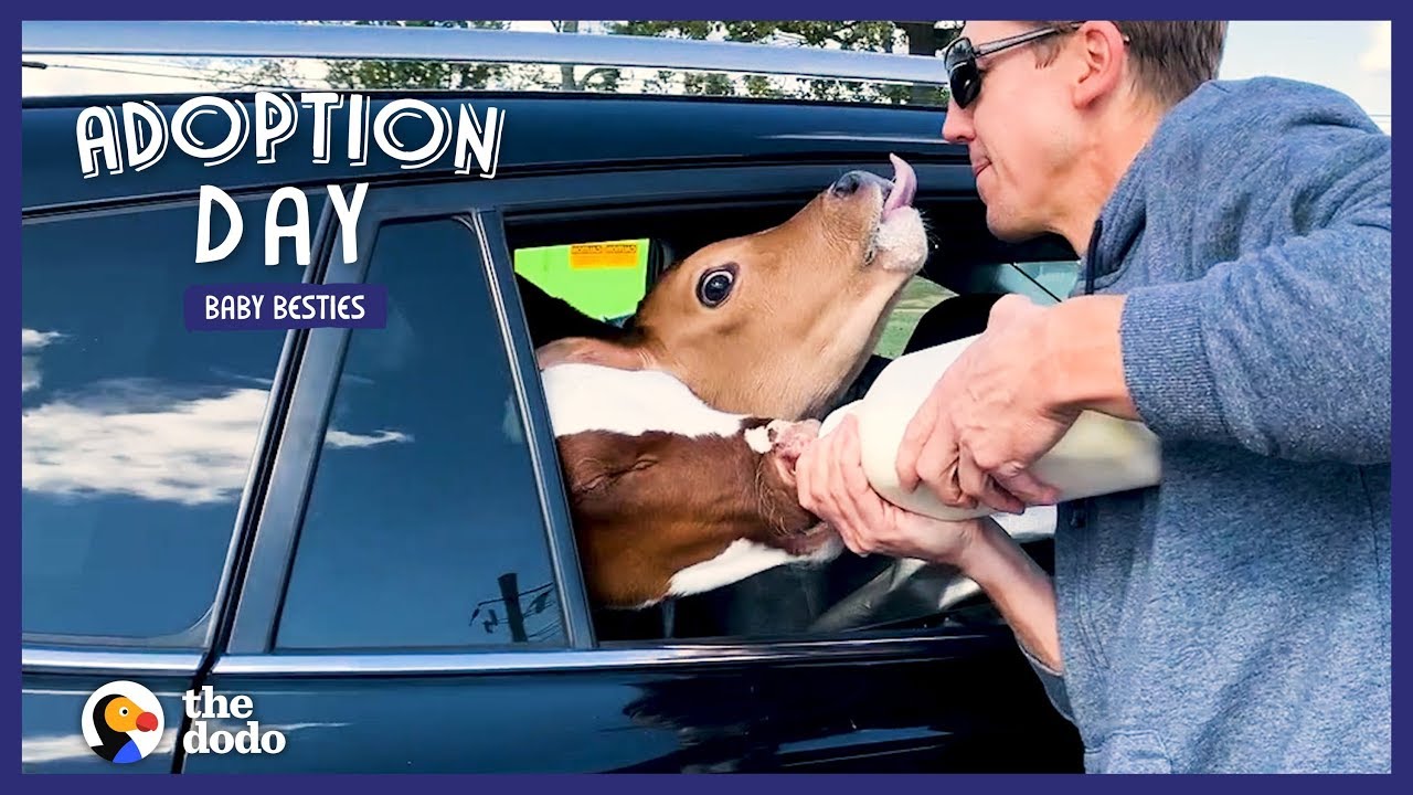 Guy Drives 18 Hours To Save Two Baby Cows Adoption Day